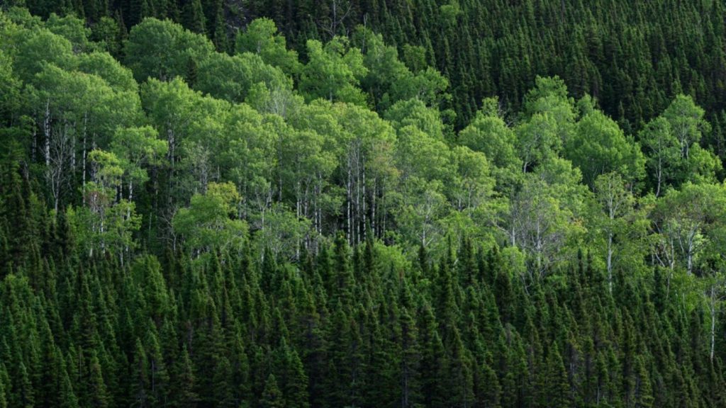 Anpassungsfähige Pionierpflanze: Zitterpappel ist Baum des Jahres 2026