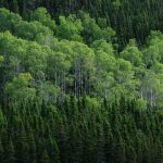 Anpassungsfähige Pionierpflanze: Zitterpappel ist Baum des Jahres 2026