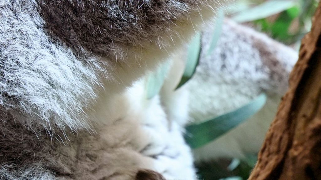 Nachwuchs im Zoo: "Jetzt haben wir Gewissheit" - Koala-Baby im Zoo Leipzig