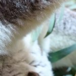 Nachwuchs im Zoo: "Jetzt haben wir Gewissheit" - Koala-Baby im Zoo Leipzig