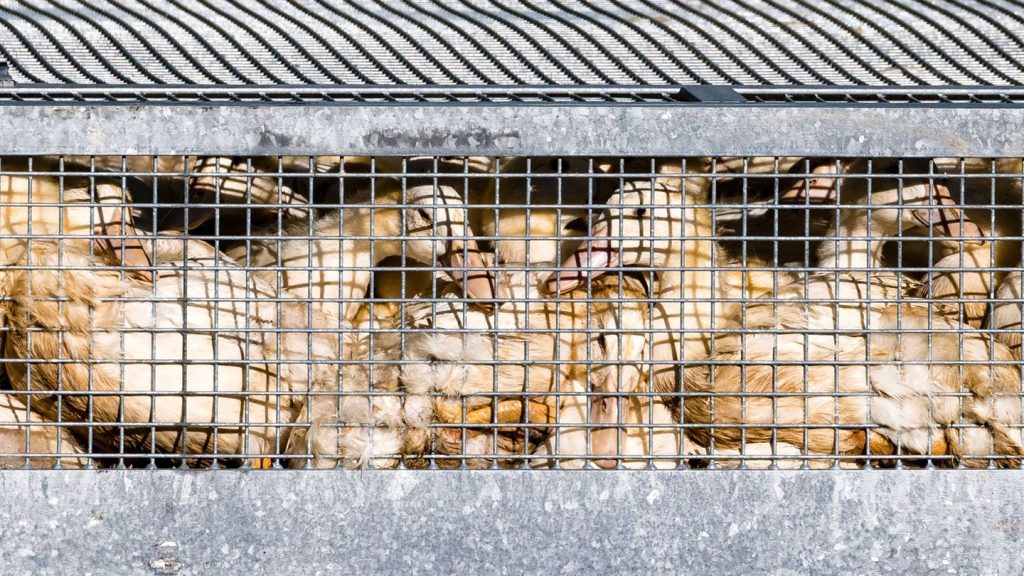Tierseuchenkasse: Ausmaß von Entschädigungen wegen Vogelgrippe nicht absehbar