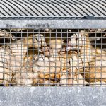 Tierseuchenkasse: Ausmaß von Entschädigungen wegen Vogelgrippe nicht absehbar