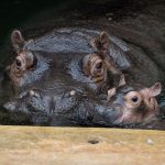 Nachwuchs im Zoo: Flusspferd-Baby geht auf erste öffentliche Erkundungstour