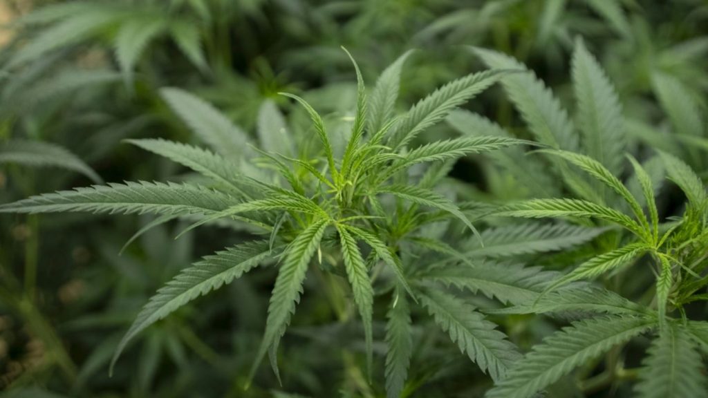 Ermittlern aus Niedersachsen gelingt Schlag gegen illegalen Cannabisanbau