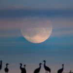 Geflügelpest bei Wildvögeln: Kreis Pinneberg: Vogelgrippe an Kranichen nachgewiesen