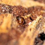 Schädlinge im Wald: Gute Nachricht für den Wald: Borkenkäferschäden gesunken