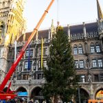 Weihnachten: Tiroler Christbaum ziert Münchens Marienplatz