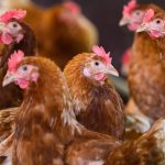 Landwirtschaft: Weiterer Ausbruch von Geflügelpest in Vorpommern-Greifswald
