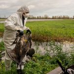 Geflügelpest: So ist die Lage bei Vogelgrippe im Saarland