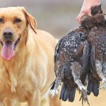 Horror-Fund: 27 Jagdhunde sterben qualvoll auf Fähre nach Mallorca