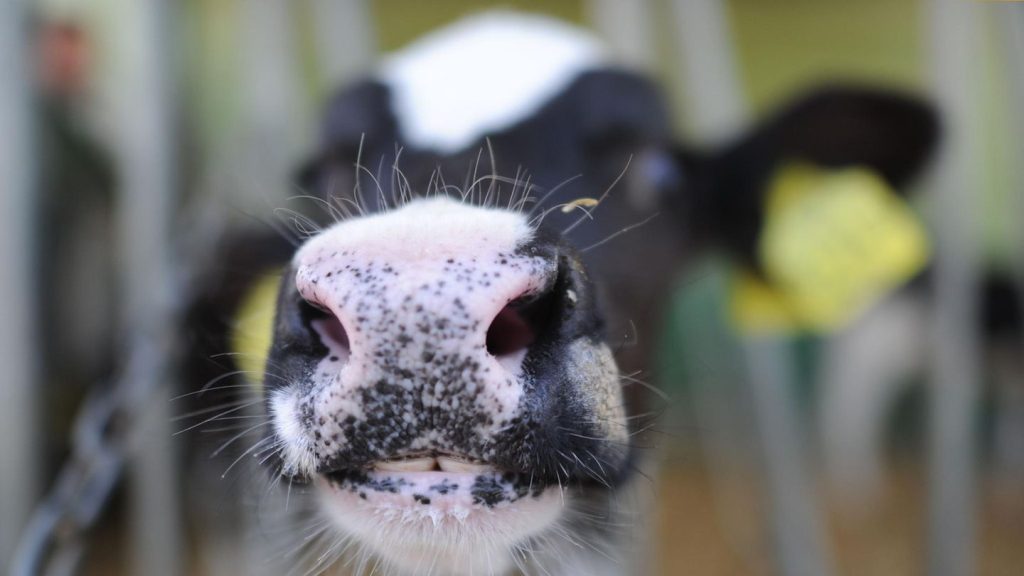 Bayern: "Tragischer Arbeitsunfall": Kühe töten Bauer