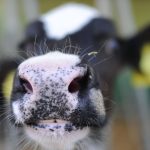 Bayern: "Tragischer Arbeitsunfall": Kühe töten Bauer